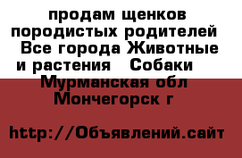 продам щенков породистых родителей - Все города Животные и растения » Собаки   . Мурманская обл.,Мончегорск г.